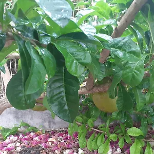  Hébergement de vacances De Corneille, Sweet Mango